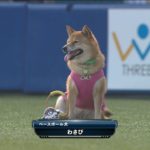 これはカワイイ!! ベースボール犬「わさび」が登場 2013.06.14 M-DB