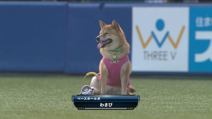 これはカワイイ!! ベースボール犬「わさび」が登場 2013.06.14 M-DB
