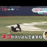【プロ野球、珍プレー集 #4】猫乱入ハプニング！なぜか広島カープの試合が多い！